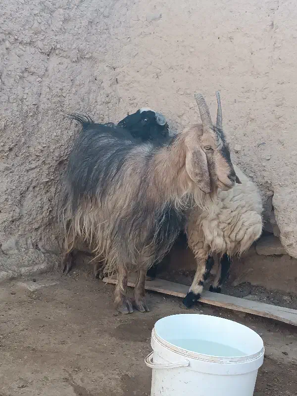 بز دوقلو زا|حیوانات مزرعه|دهق, |دیوار