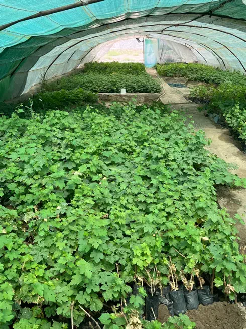 مزرعه انگور رضازاده|خدمات باغبانی و درختکاری|نیشابور, خط کاشمر|دیوار