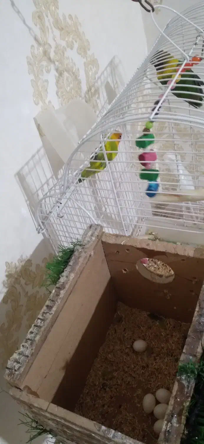 طوطی با۵تاتخم|پرنده|مرند, |دیوار