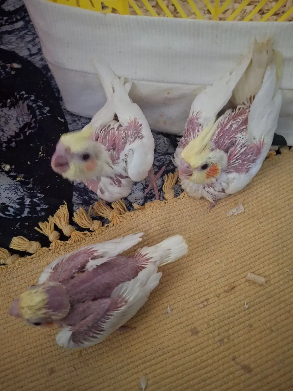 عروس هلندی|پرنده|دوگنبدان, |دیوار