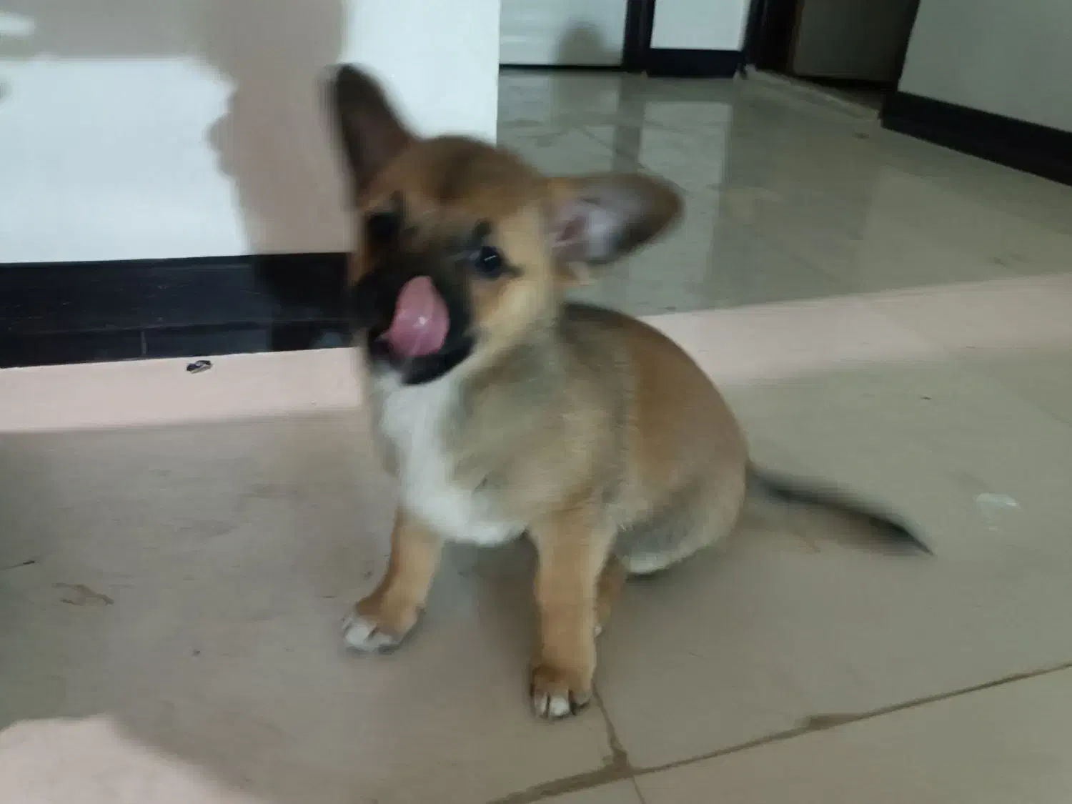 حیوانات|سگ|هشتگرد, شهرک ریحانه|دیوار