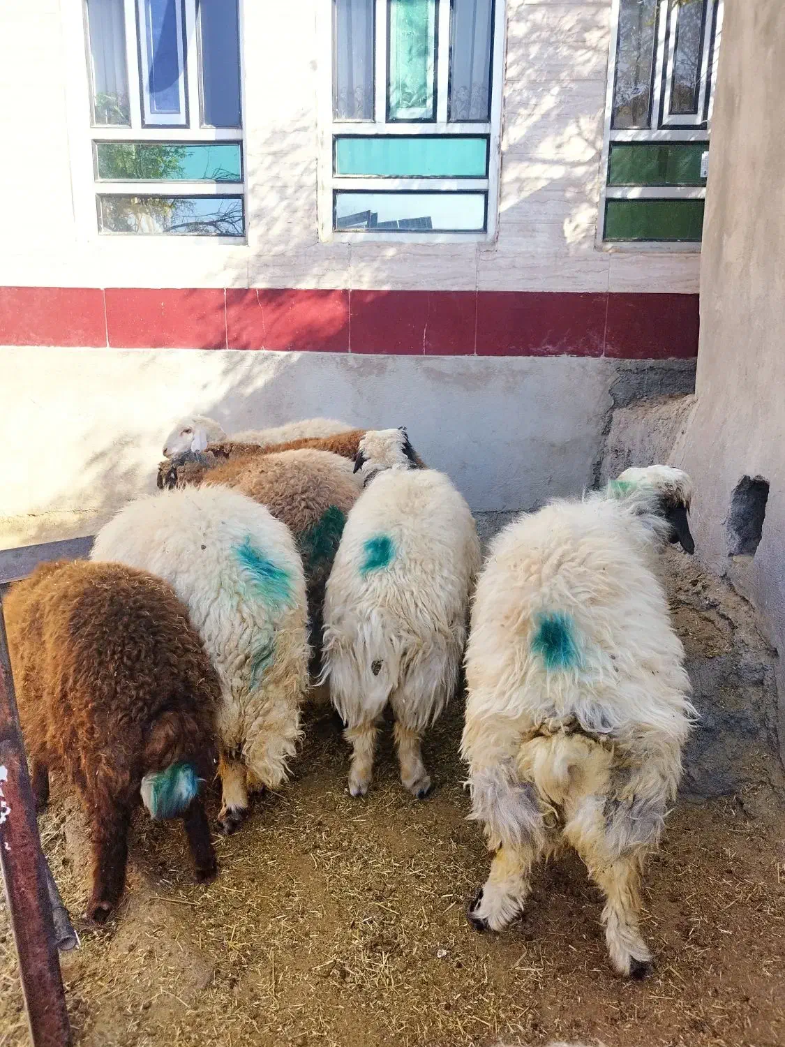 بره پروار ثابت بتونی و کاورچاق  کیلویی 320 مفت|حیوانات مزرعه|کارزان, |دیوار