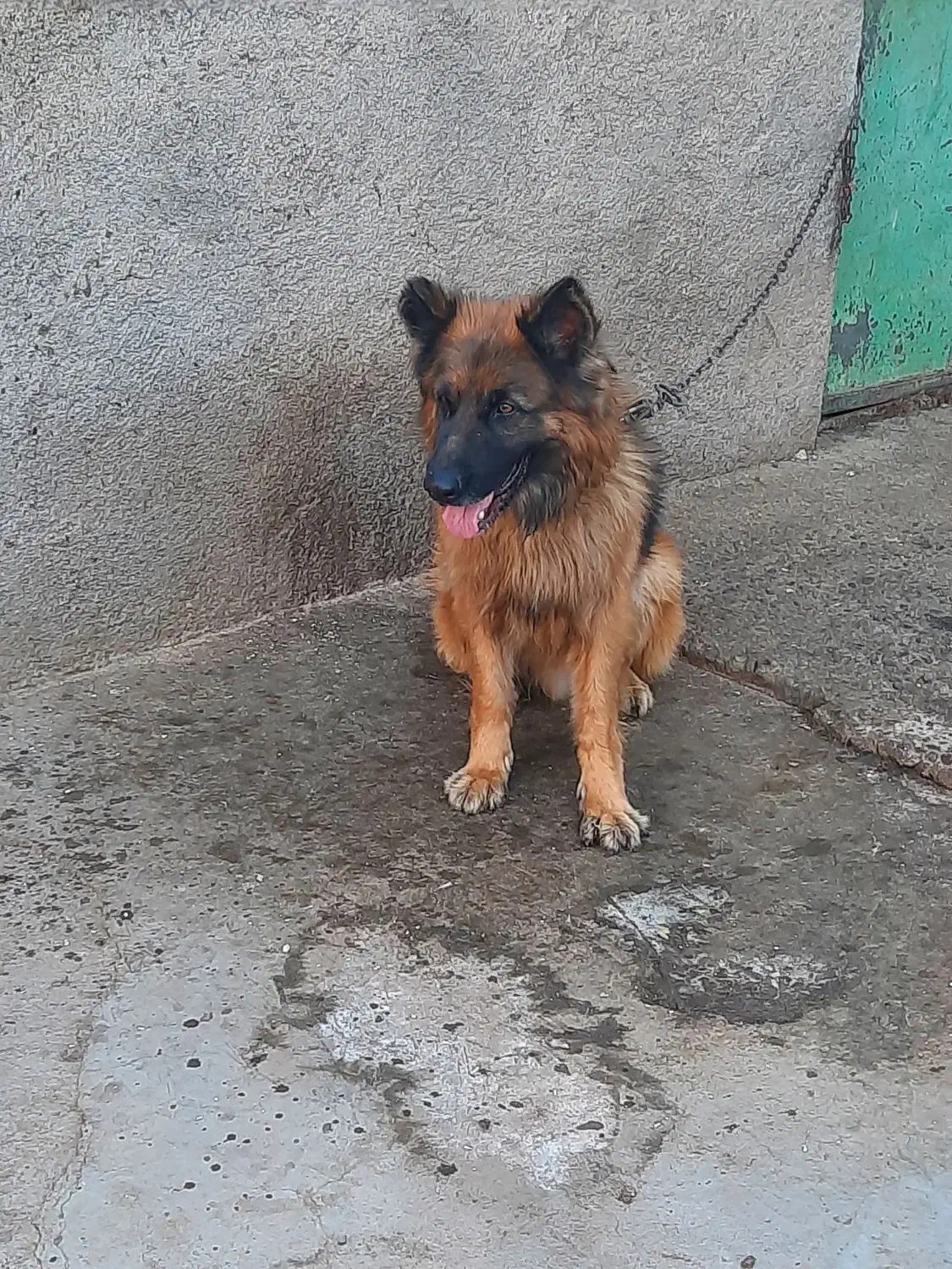 سگ ژرمن شپرد ۲ ساله|سگ|قزوین, |دیوار