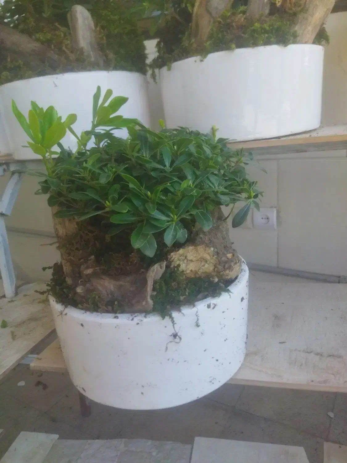 تولید کننده بنسای میخک هندی|گل و گیاه طبیعی|تهران, شهرک آزمایش|دیوار