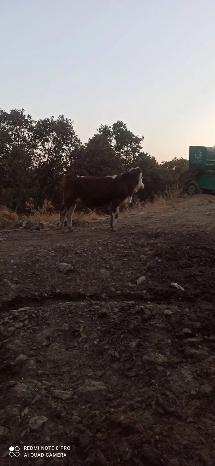 فروش گوساله نر|حیوانات مزرعه|خاو و میرآباد, |دیوار