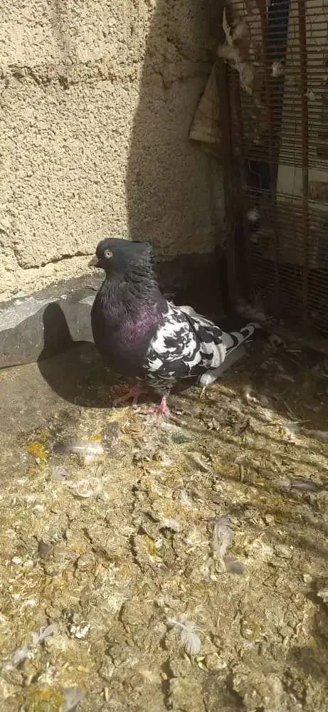 کبوتر بهبهانی|پرنده|زرین دشت (فارس), |دیوار