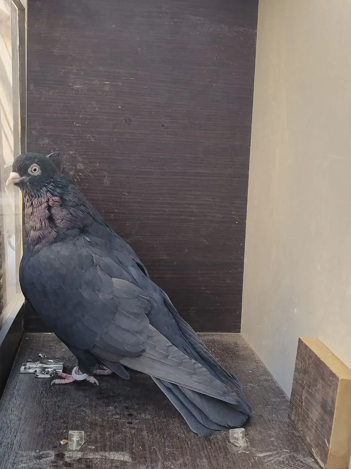 کبوتر|پرنده|ابریشم, |دیوار