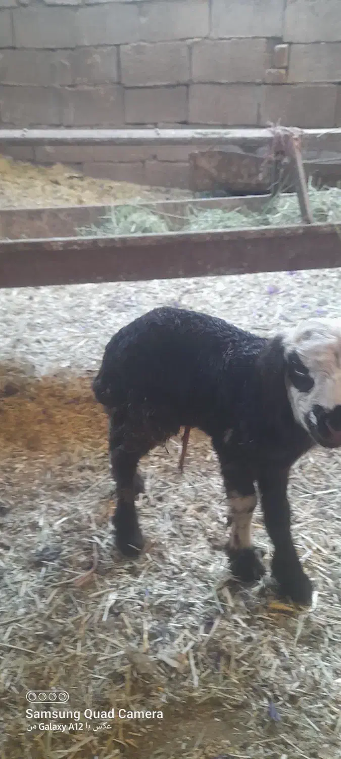 بره شال|حیوانات مزرعه|باخزر, |دیوار