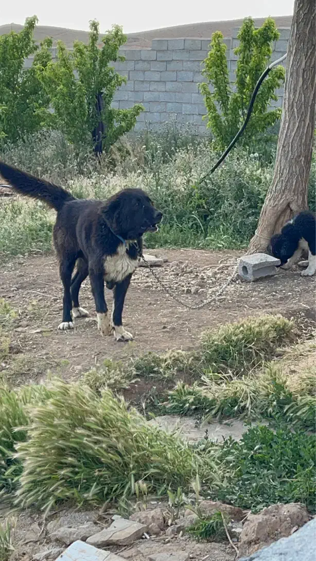 سگ ماده قدرجونی|سگ|فرخ‌شهر, |دیوار