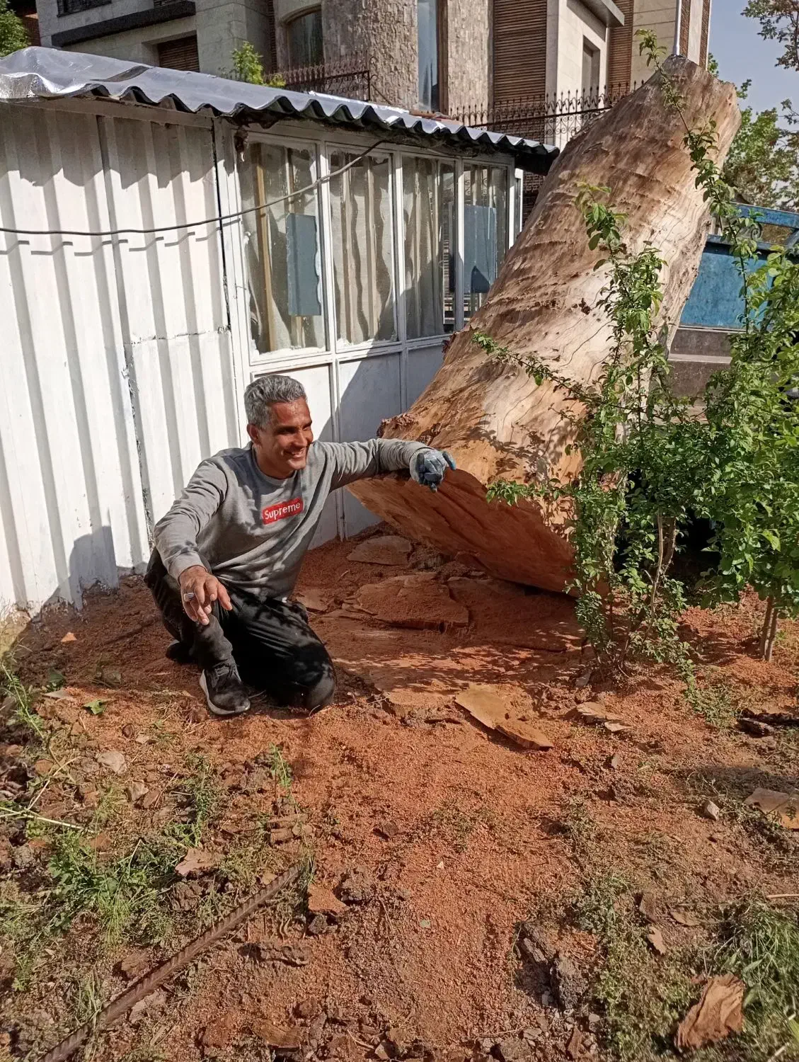 برش درخت خرید چوب قطع درخت|خدمات باغبانی و درختکاری|تهران, صادقیه|دیوار