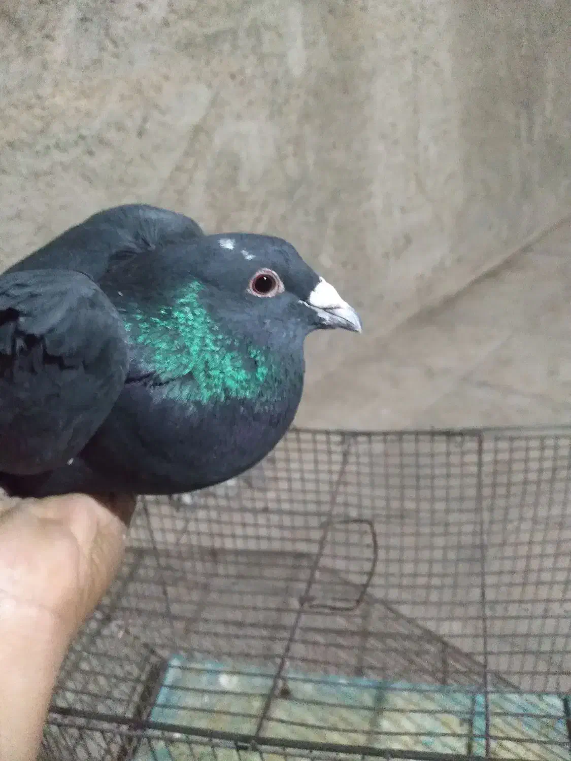 نر پلنگ|پرنده|رفسنجان, |دیوار