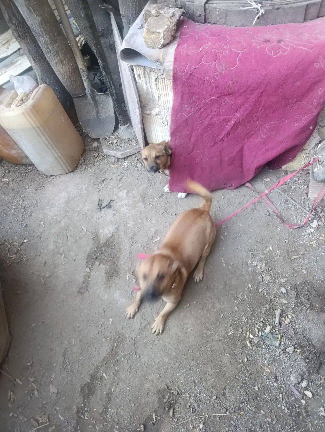 سگ پاپی|سگ|مشهد, جلالیه|دیوار