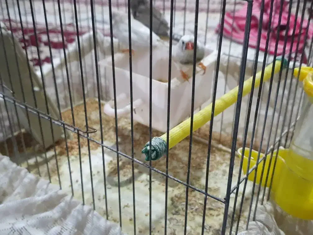 فنچ.|پرنده|تهران, زعفرانیه|دیوار