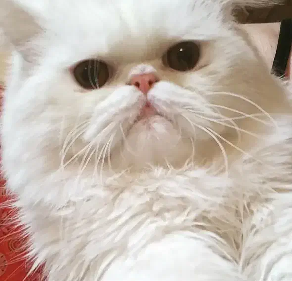 فروش گربه پرشین اصیل|گربه|پردیس, فاز ۸|دیوار