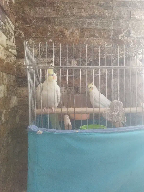 فروشی|پرنده|فردیس, ثابتی|دیوار