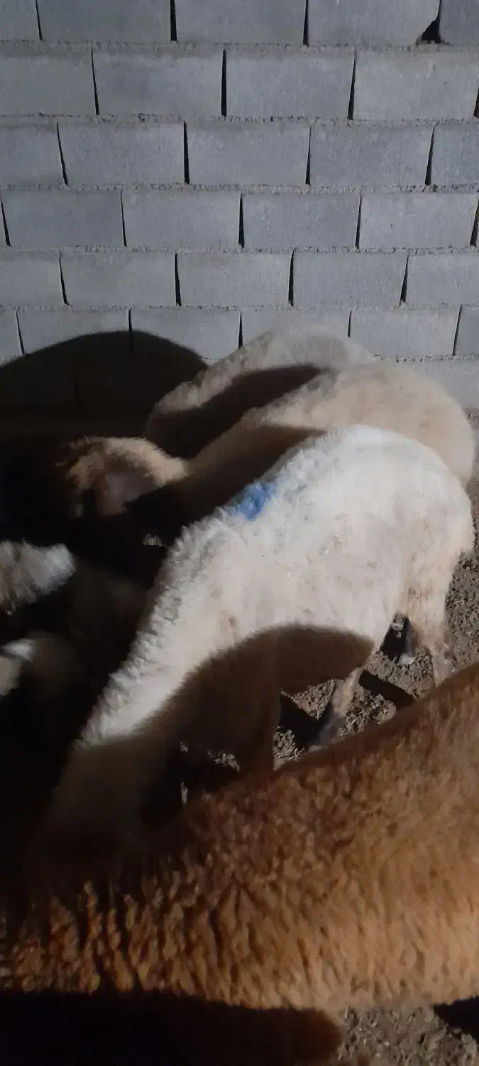 گوسفند|حیوانات مزرعه|گمیشان, |دیوار