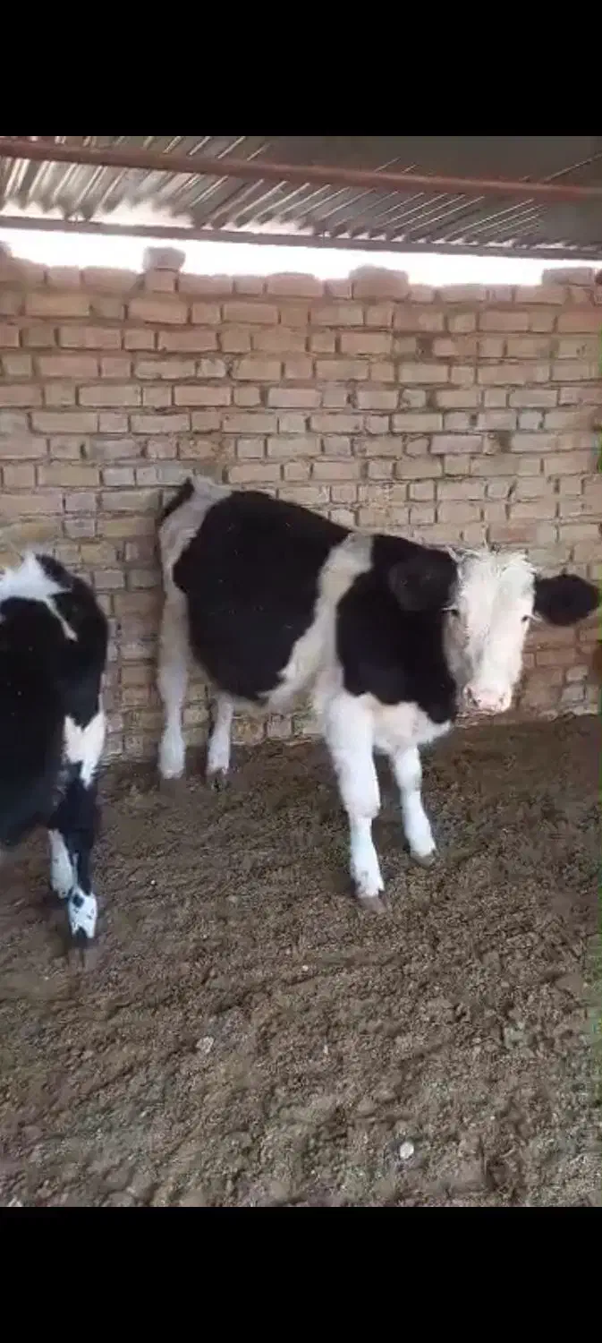 گوساله نر|حیوانات مزرعه|مرودشت, کناره|دیوار