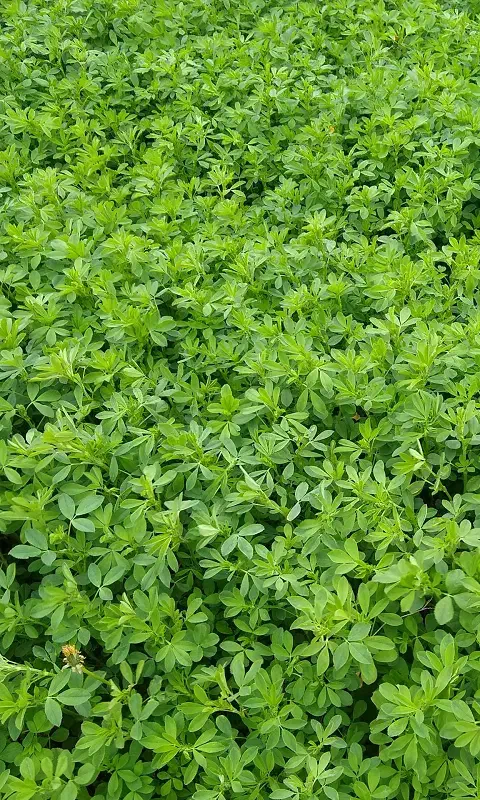 یونجه درجه یک|عمدهفروشی|اردبیل, |دیوار