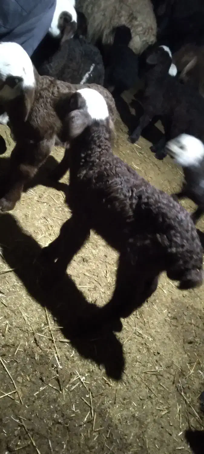 بره شیری|حیوانات مزرعه|تایباد, |دیوار