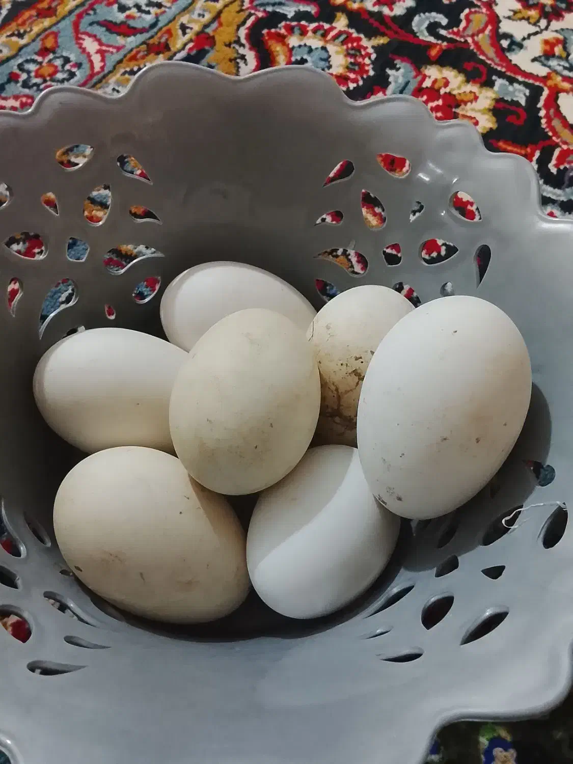 تخم غاز دونه ۳۰|حیوانات مزرعه|گرگان, |دیوار