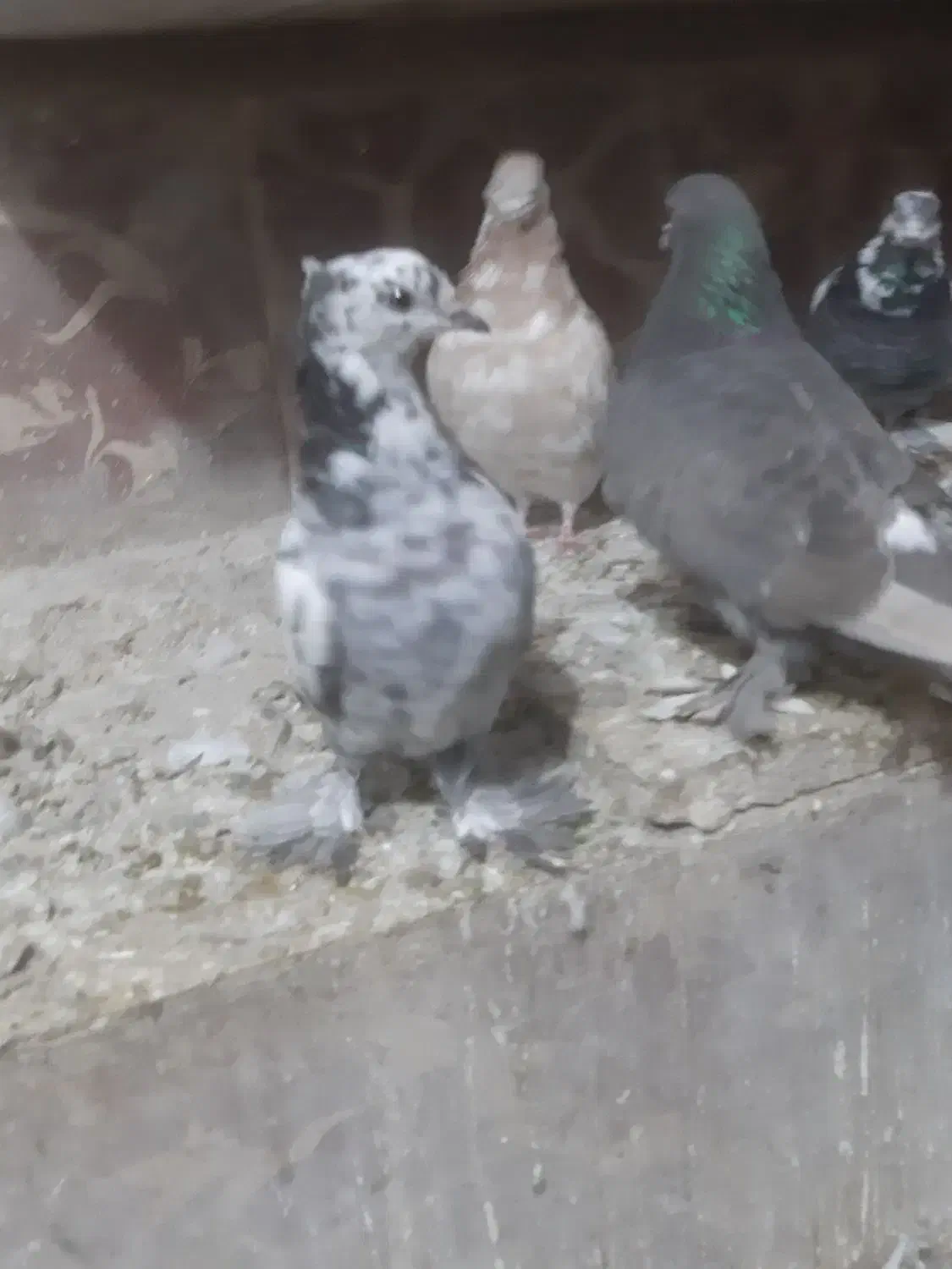 کاشان|پرنده|ارومیه, |دیوار