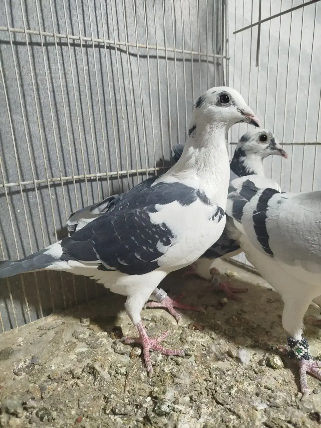 کفتر پلاکی مسافتی|پرنده|مشهد, مهدی آباد|دیوار