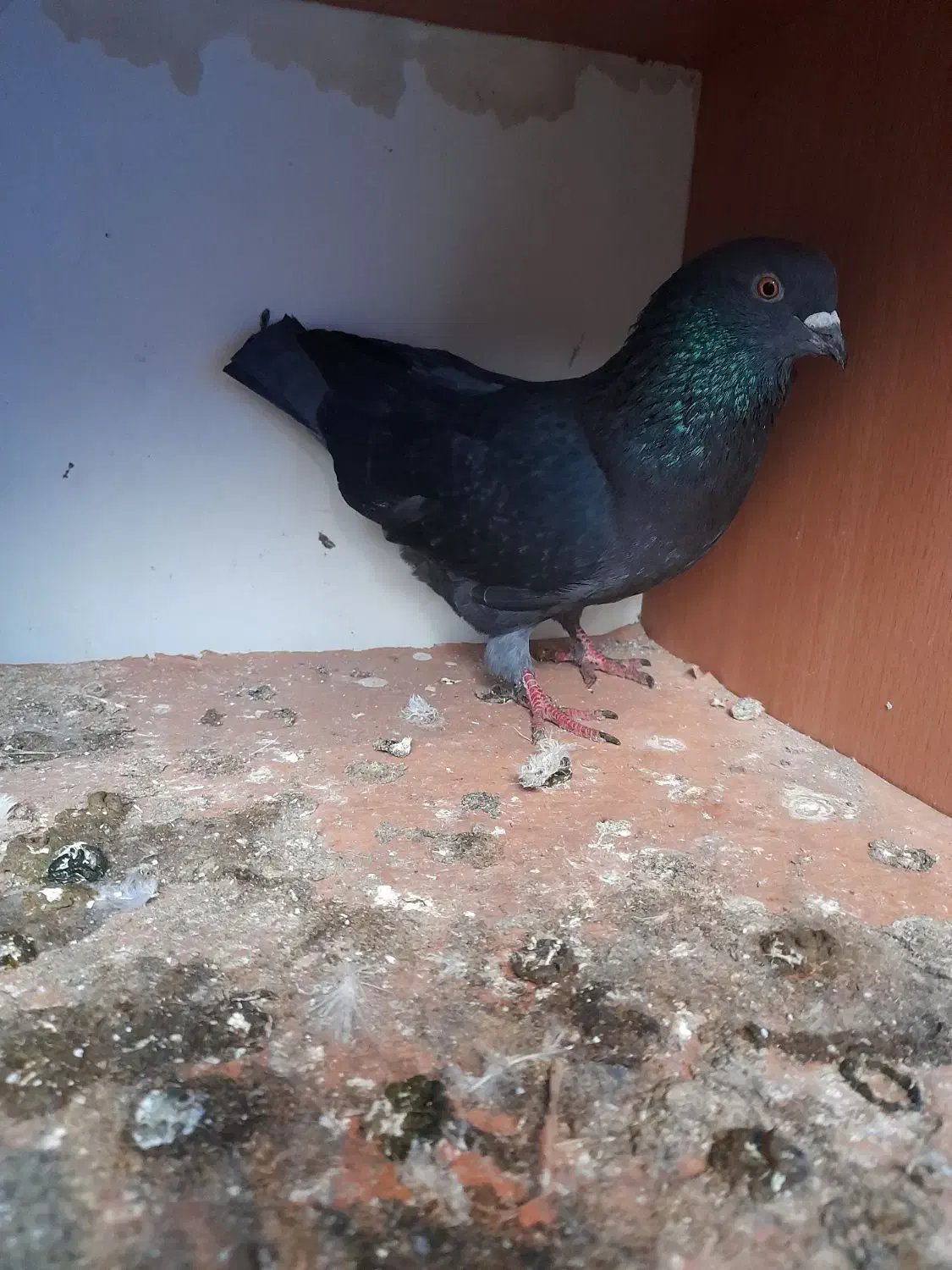 کفتر (کبوتر) ۲عدد|پرنده|شفت, |دیوار