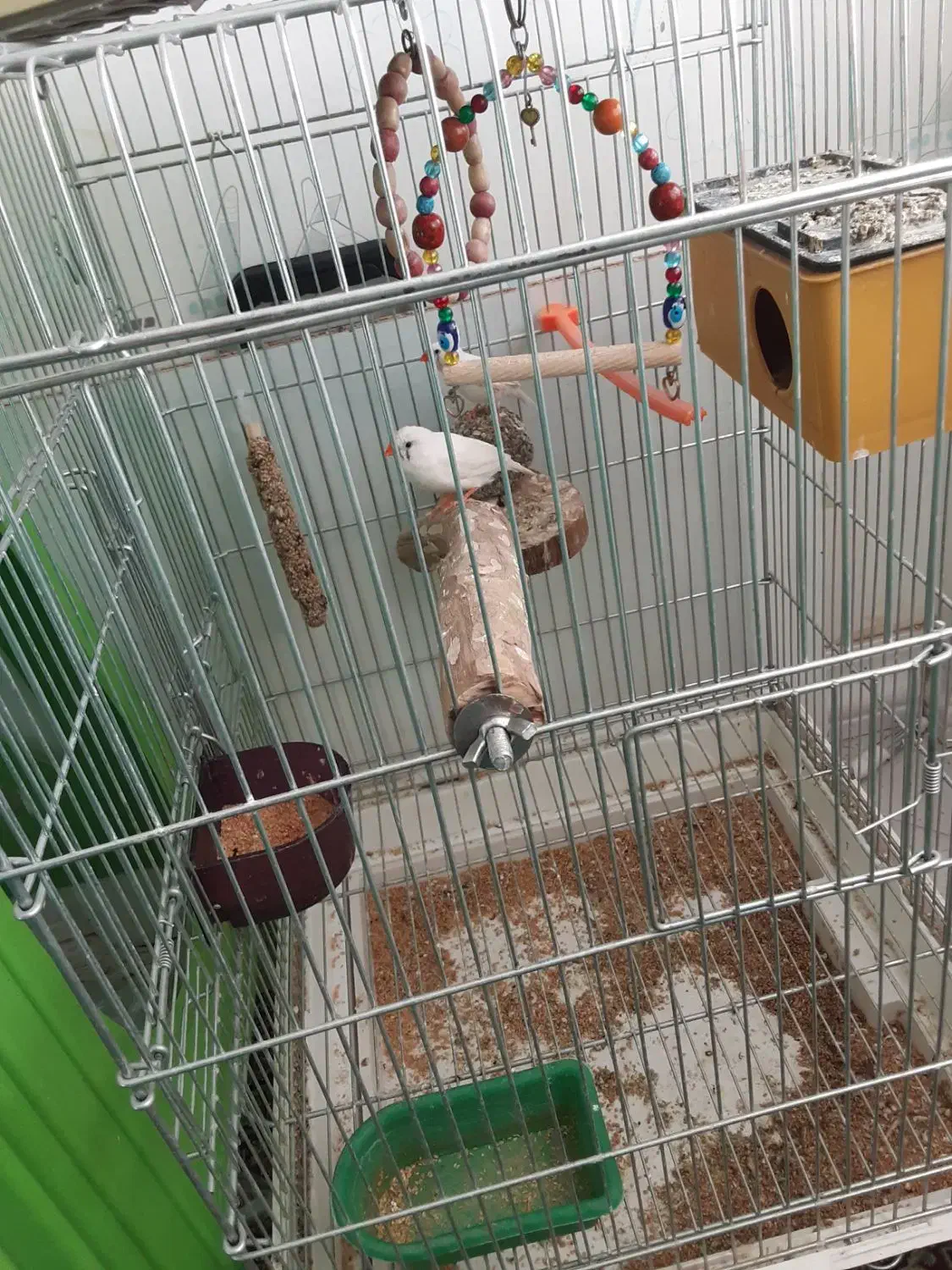 فنچ|پرنده|کرمان, |دیوار