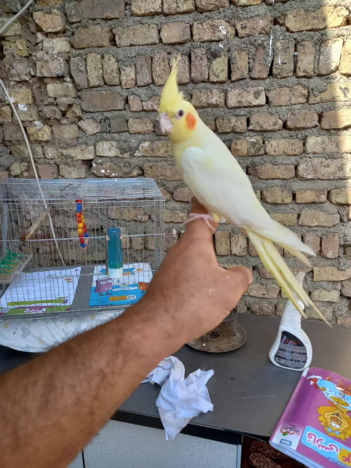 جفت عروس هلندی حرفه ای رام رام|پرنده|هشتگرد, هشتگرد قدیم|دیوار