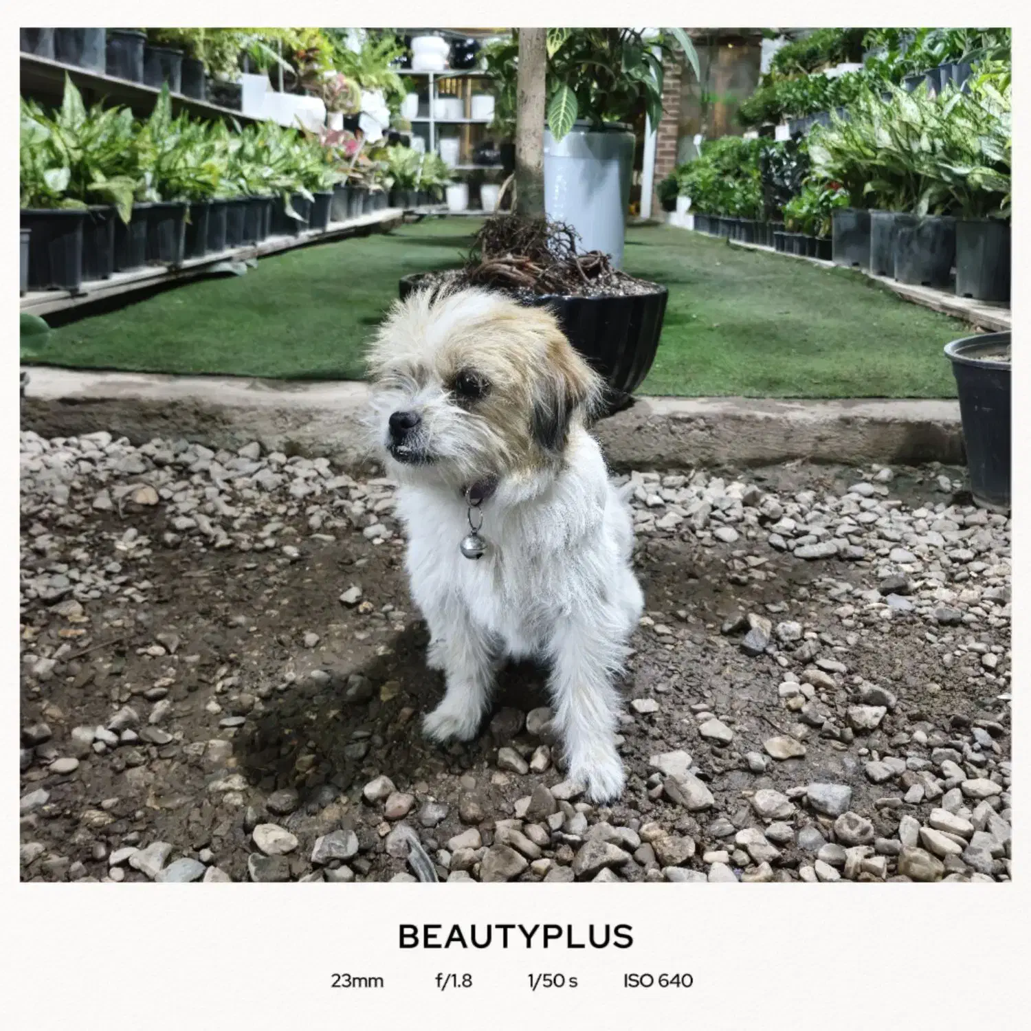 سگ شیتزو تریر|سگ|بم, |دیوار