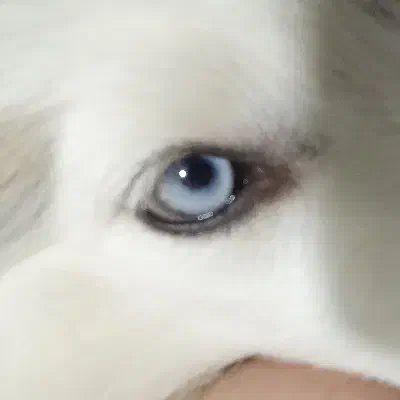 سگ هاسکی|سگ|تهران, هاشمآباد|دیوار