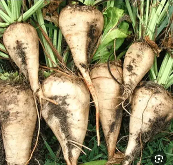 فروش چغندر|حراج|چناران, |دیوار