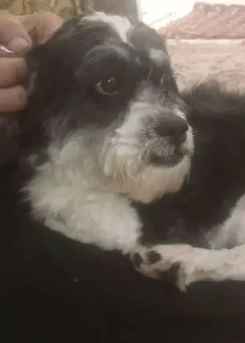 سگ گمشده|حیوانات|یزد, |دیوار