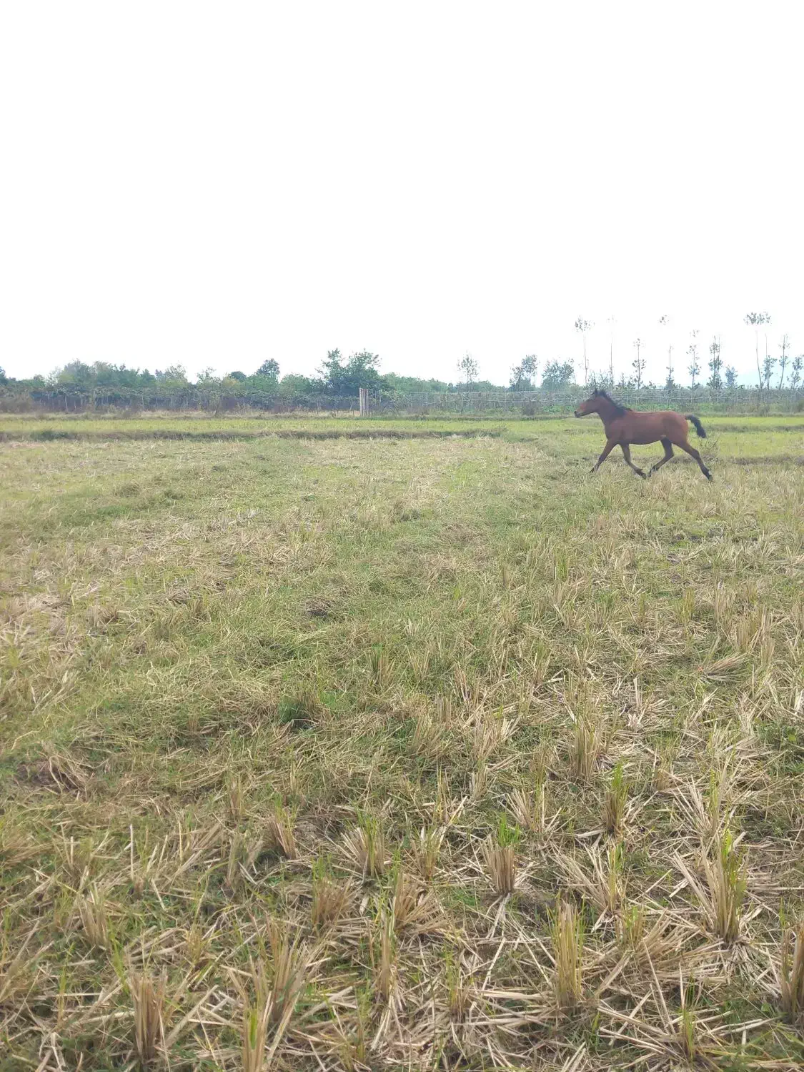 اسب|اسب و تجهیزات اسب‌سواری|لیسار, |دیوار