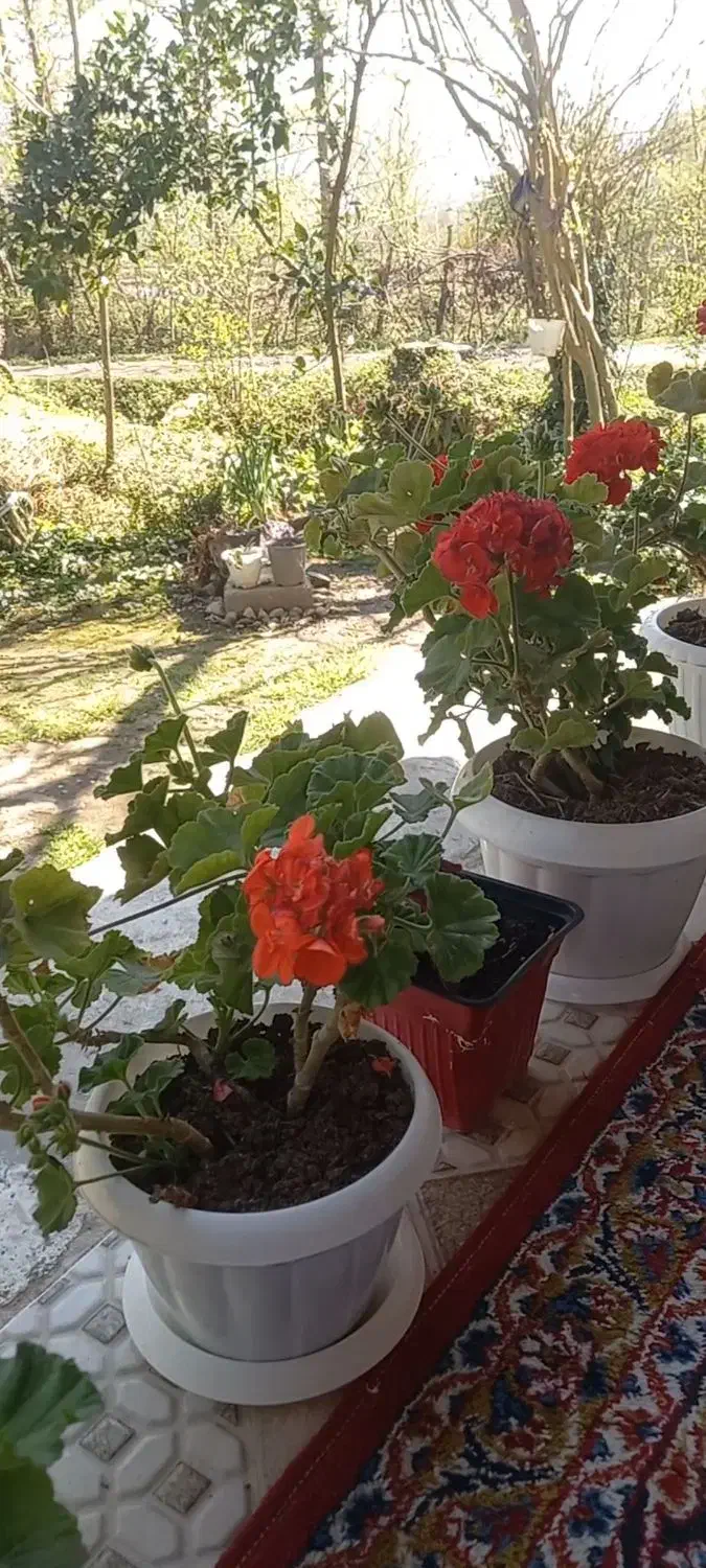 خریدوفروش زمین ویلا(سنگر) قاضیان.قاضیان|فروش زمین و ملک کلنگی|سنگر, |دیوار