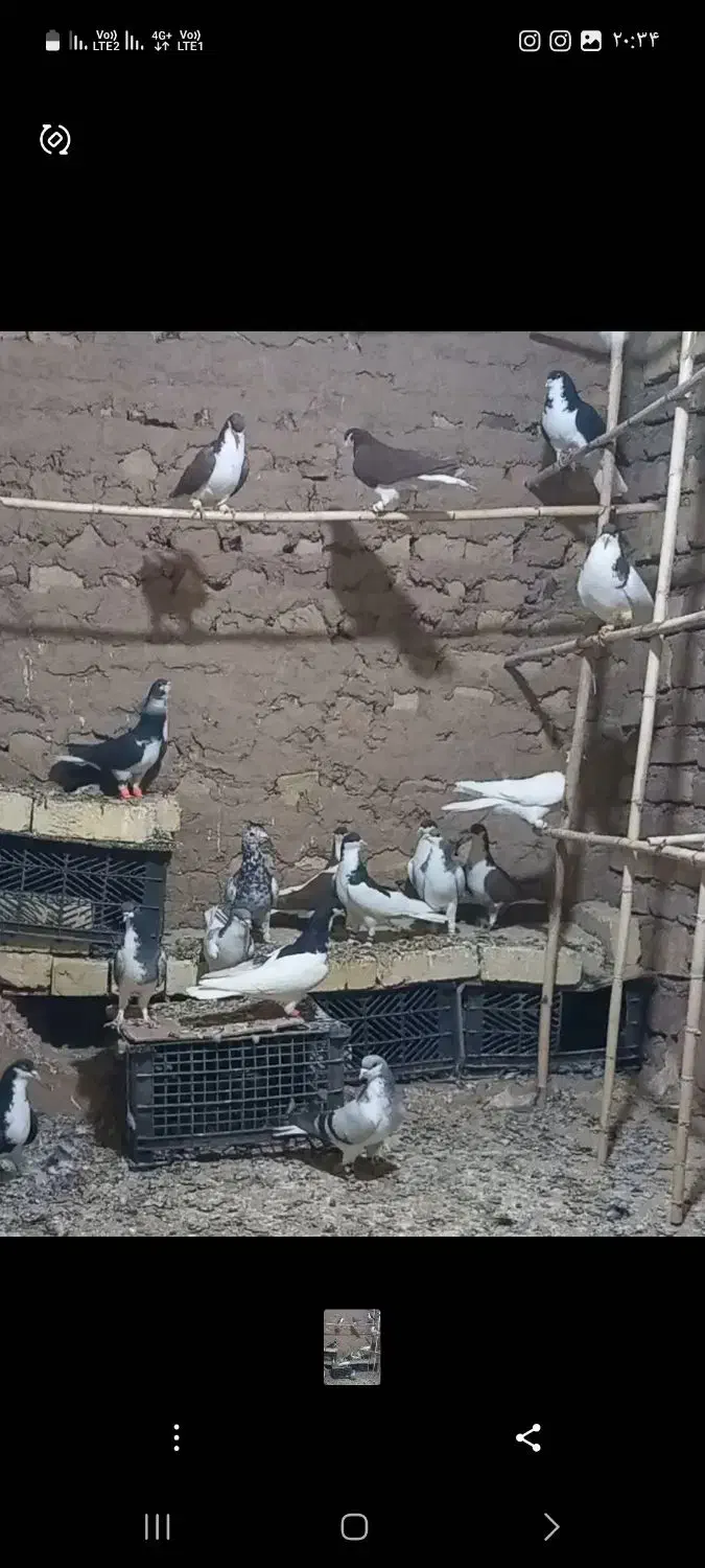 3 عدد کبوتر رنگی همگی آس همشون پرنده زنگ|پرنده|شال, |دیوار