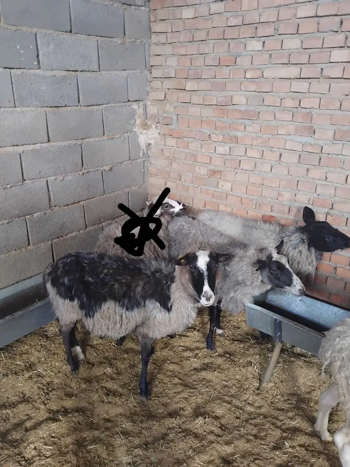 رومانوف|حیوانات مزرعه|پیشوا, |دیوار