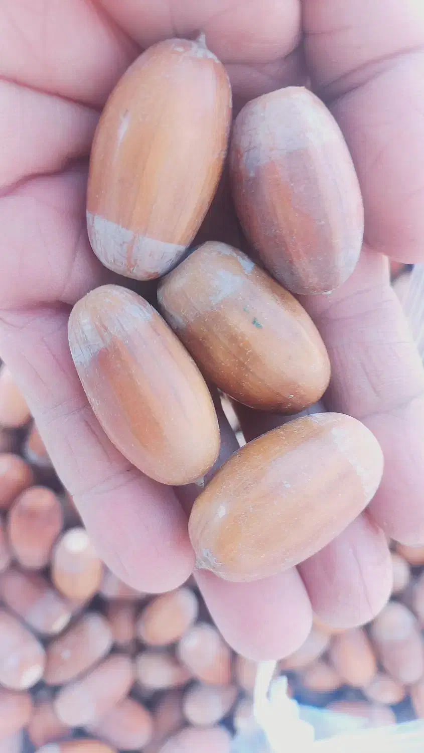 بلوط شیرین|خوردنی و آشامیدنی|ایلخچی, |دیوار