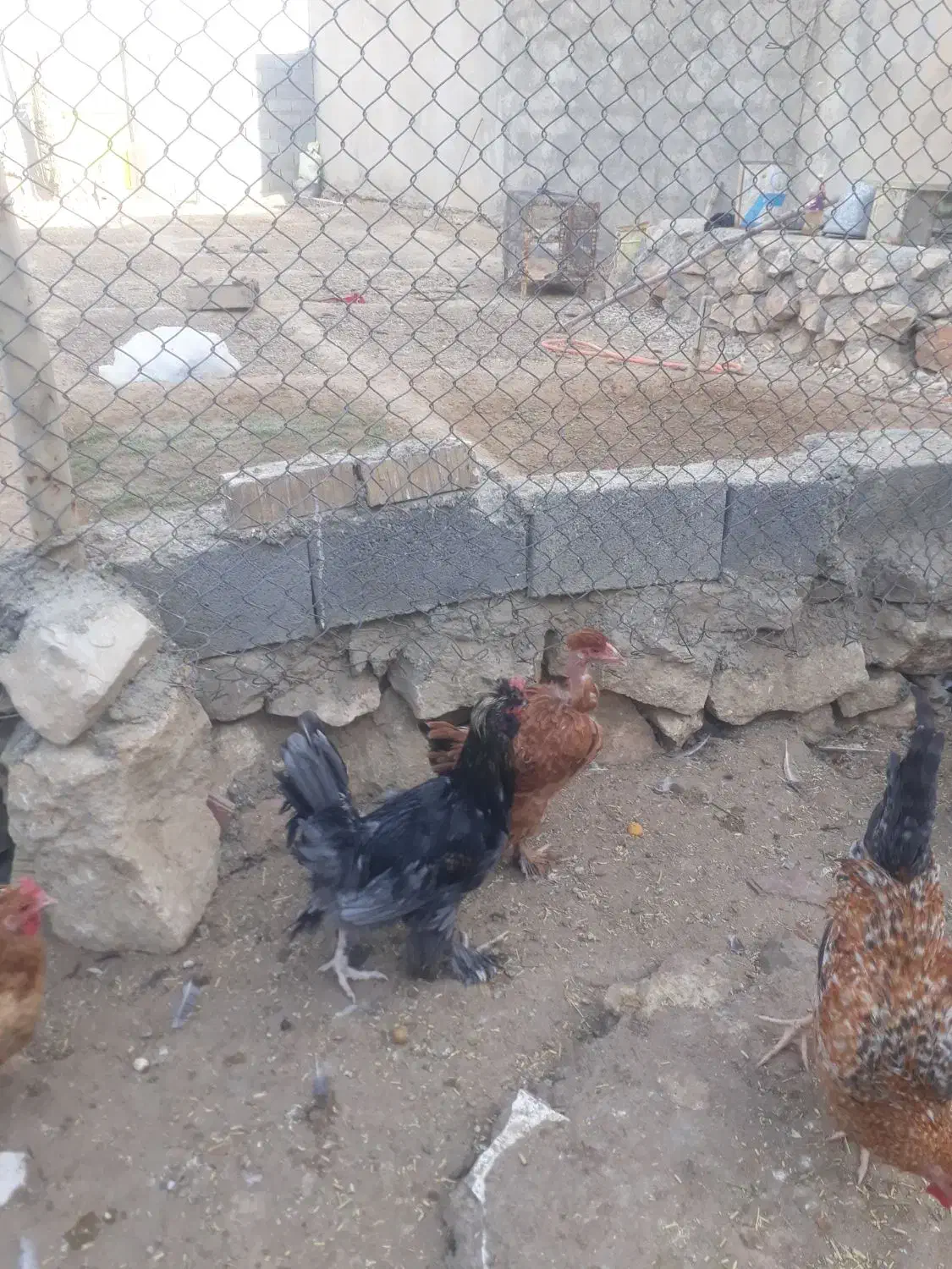 حیوانات مزرعه|حیوانات مزرعه|سوق, |دیوار