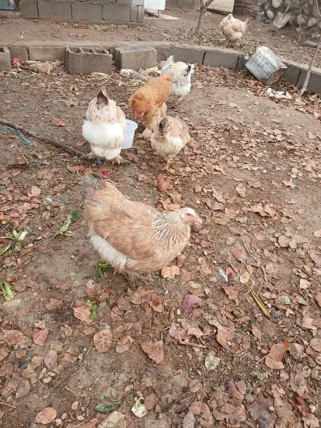 مزرعه|حیوانات مزرعه|اسکو, |دیوار