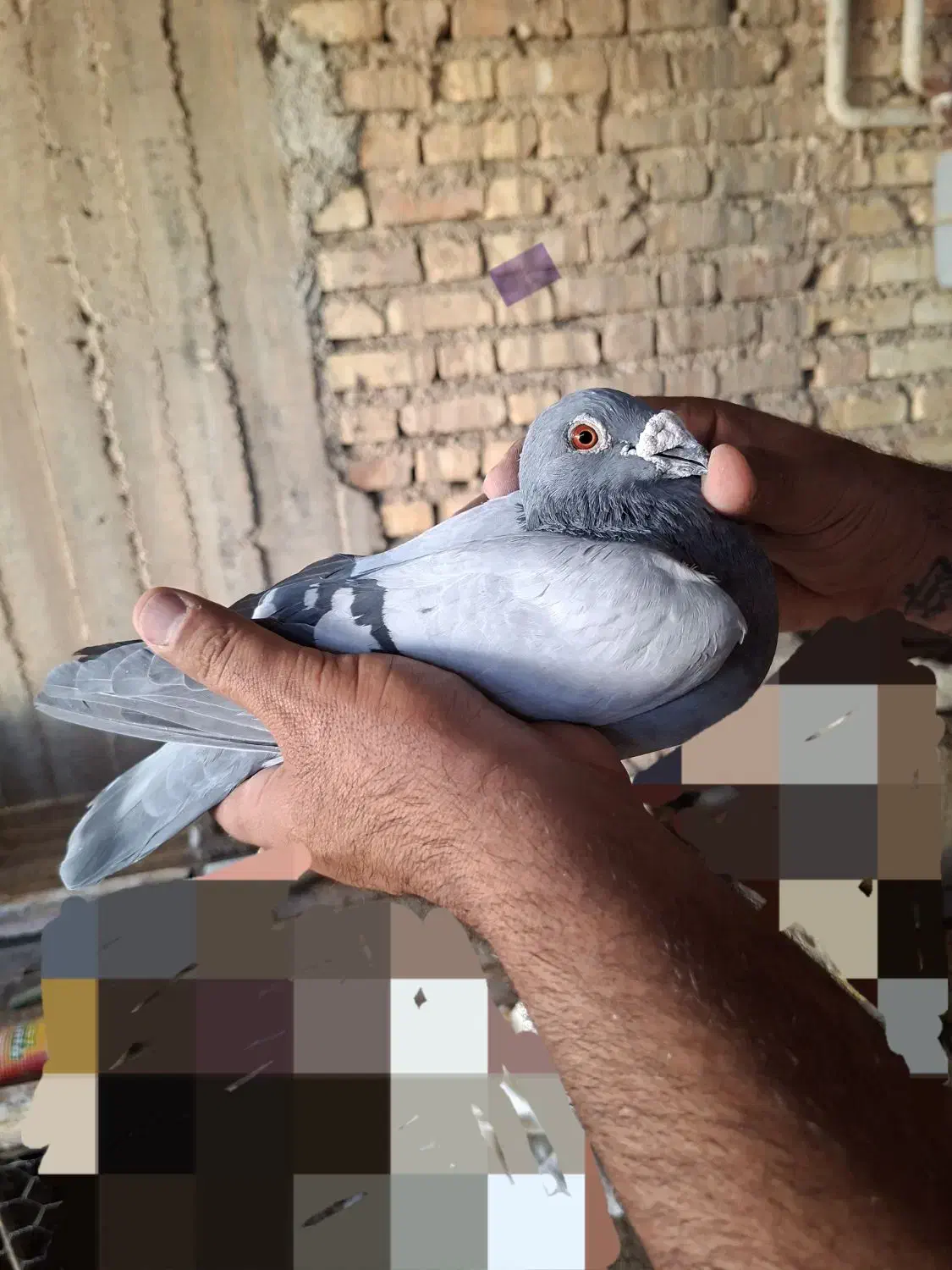 جفتپلاکیدلبر|پرنده|رونیز, |دیوار