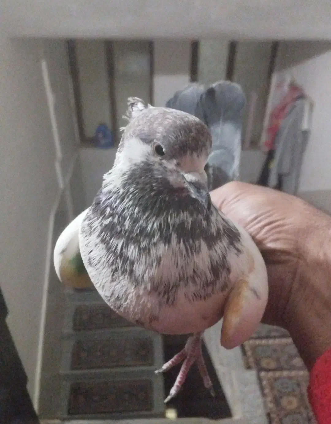 کفتر خال|پرنده|شهریار, رزکان|دیوار