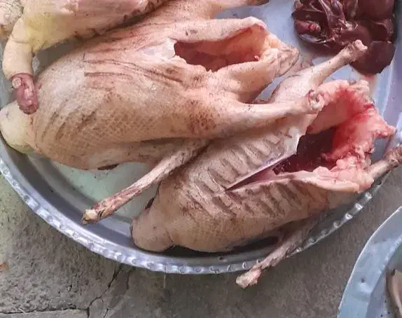 یک عدد قاز محلی|حیوانات مزرعه|خاو و میرآباد, |دیوار