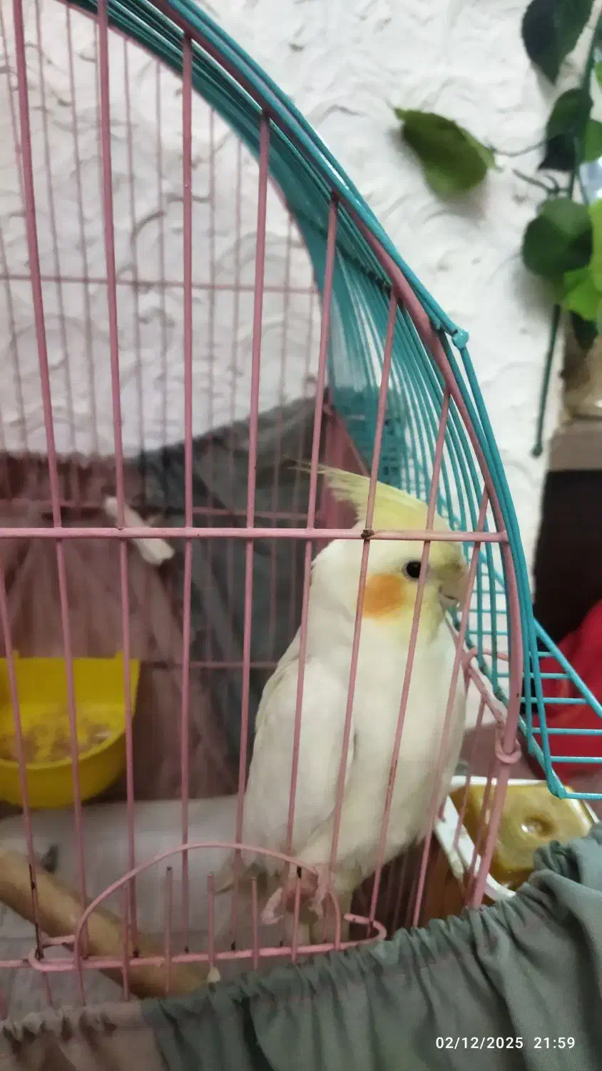 عروس هلندی|پرنده|فردیس, شهرک ناز|دیوار