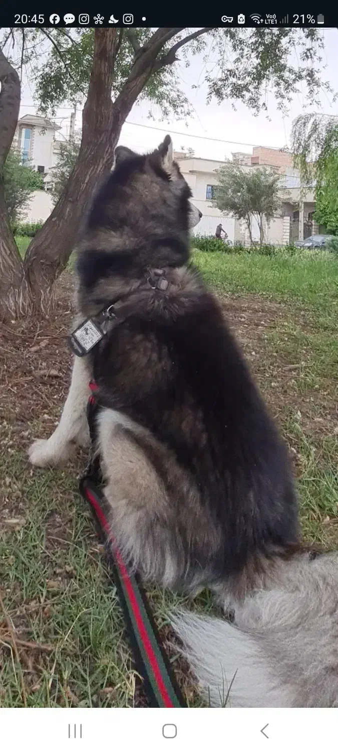 جفت گیری سگ|سگ|گنبد کاووس, |دیوار