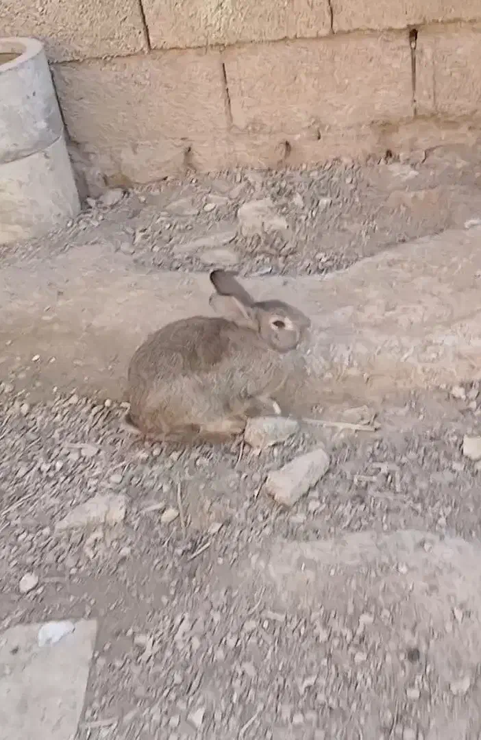 سه عدد خرگوش بزرگ|موش و خرگوش|شوش, |دیوار