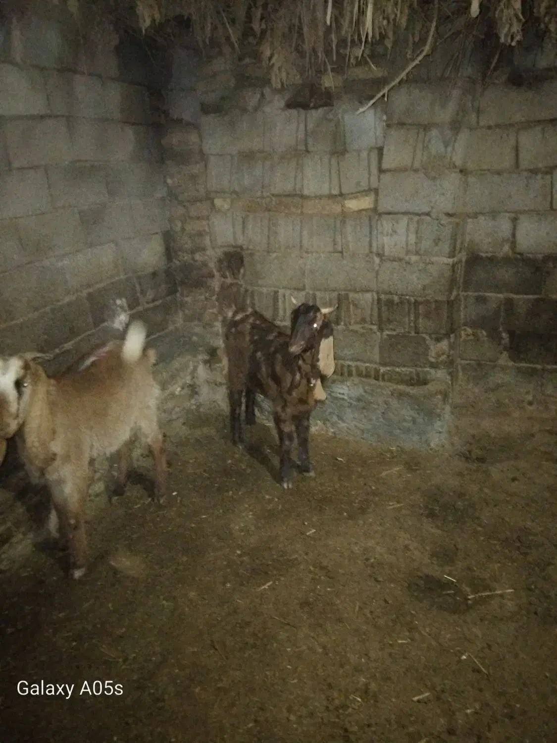 دو رس بزقاله ماده|حیوانات مزرعه|زاوه, |دیوار