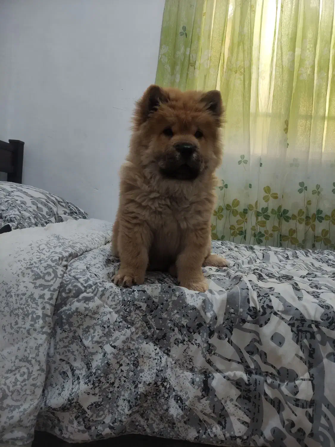 توله سه ماهه چاو چاو اصیل وارداتی|سگ|تهران, خرمشهر|دیوار