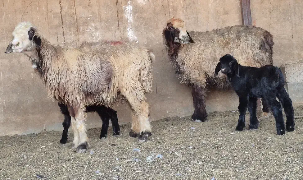 دو راس میش بره دار  بره نرهست|حیوانات مزرعه|طسوج, |دیوار