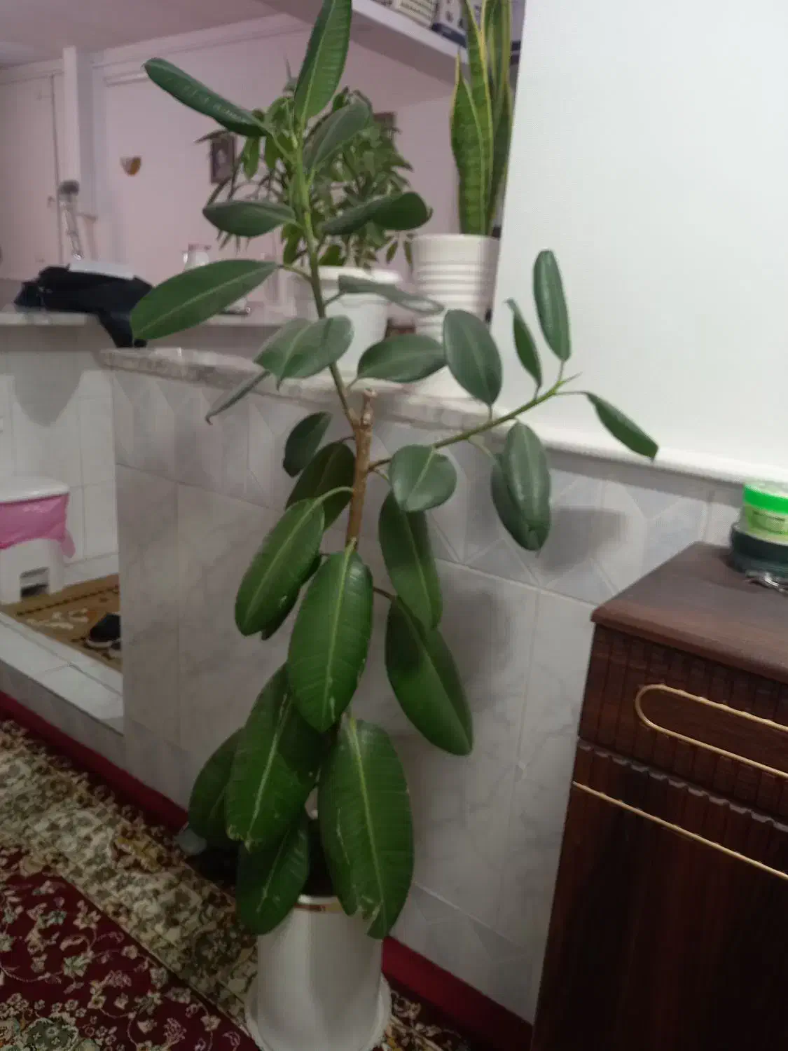 حراجی  گل|گل و گیاه طبیعی|نیشابور, مازول|دیوار